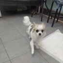 팬더애견샵 이미지