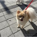 마음 유치원 | 양산애견유치원 소수 정예로 돌봐준다는 후기에 마음이 이끌려 방문한 디엠 다우리 도그 센터