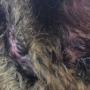 이웃집 동물병원 | 집고양이 적응기 6 - 집&amp;길 반반 고양이