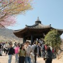 행복마을앞 | 🌸 광양 매화마을 방문 후기, 만개한 봄 풍경에 행복했던 하루