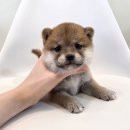 퍼피하우스 인천송도점 | [인천송도 콩시바분양] 공식 혈통서 보유 순수혈통 콩시바 입소 ｜ 퍼피하우스 인천송도점