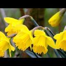Seven Daffodils Seven Daffodils(일곱송이 수선화) - Brothers Four: with Lyrics 이미지