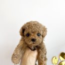 패밀리독 이미지