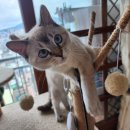 Happy tail 이미지