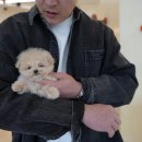 강아지분양 퍼피베이비 이미지