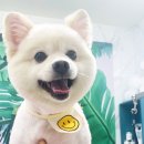 해피퍼피 미용실 이미지