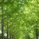 계산동 메타세콰이어 이미지