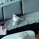 SKY명품세탁 | 호주 멜버른 취사 가능한 아파트먼트 숙소 ‘오크스 온 윌리엄’ 내돈내산 투숙 후기