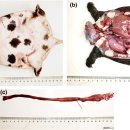 자라의 Chryseobacterium indologenes감염증 이미지