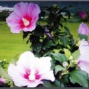 파리의상실 이미지