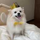 멍블랑제리 | 20. 09. 12 팬더의 4번째 생일상 &#39;멍블랑제리&#39;.