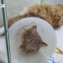 서울동물병원 앞 이미지