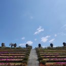 까멜리아 이미지