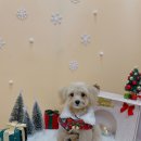 견생의하루 펫살롱 일산본점 이미지