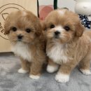 릴스퍼피 강아지분양 일산점 이미지