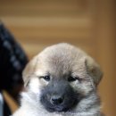 서산황진이 Daum카페