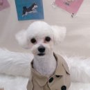 살롱드퍼피 이미지