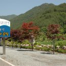 일월산자생화공원 Daum카페