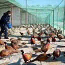 송배농장 이미지