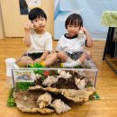 RE : RE:[이동동물]라호르 피죤 &amp; 인도 소라게 이미지