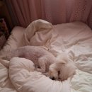 단양별소풍 이미지