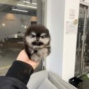 빼로독 강아지분양 의정부본점 이미지