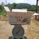 노지풋고추 가락동도매시세대로 판매 이미지