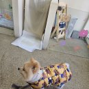 헬로우 댕글 이미지