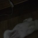 아지파파 이미지