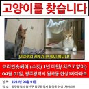 고양이탐정님(새에덴 윤현팀장님)덕분에 저희애기 찾았어요 이미지