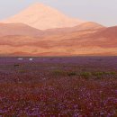 꽃들처럼 이미지