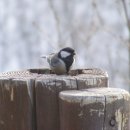 새들의 아침 이미지