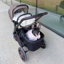 개인생활펫 | 오이스터4 애개유모차 펫캐리어 중형견 프렌치불독도 가능한 내돈내산 후기