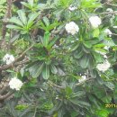 일랑일랑 이미지