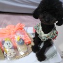 오지의 펫테이블 이미지