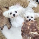 강아지 수제간식 추천 기호성 좋은 여시까까 소고기치즈칩 후기