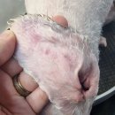 벨라 그루밍 네이버블로그
