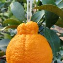 왕눈이농장 이미지