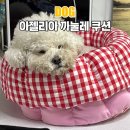 스몰펫하우스 | 아젤리아 까눌레 쿠션 영이언니공구 5kg 비숑 스몰 사이즈 후기