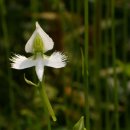 머리사랑 이미지