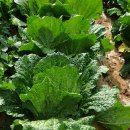 창평농장 이미지