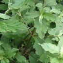 야생화편지 이미지