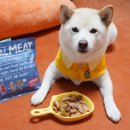 마이펫미트 이미지