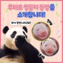 🐼푸바오 쌍둥이 동생🐼을 소개합니다! 이미지