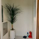 코호풀빌라 이미지