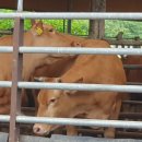 민 목장 이미지