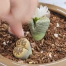 그림책 원예 활동 | 유치원원예수업 리톱스 심기 프로그램, 그림책과 함께하는 유아 원예활동