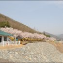 자양벚꽃100리길 이미지
