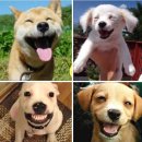 웃는강아지 이미지