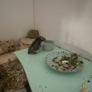 독립문동물병원 이미지